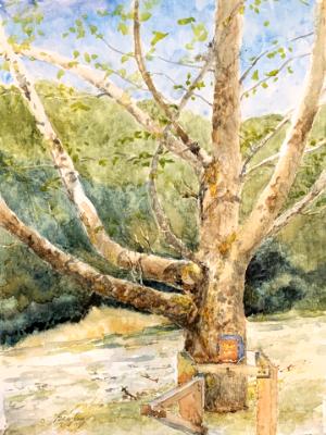 Sycamore on Katy Trail 4.26.25 Sycamore on Katy Trail 4.26.25