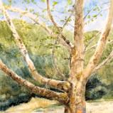 Sycamore on Katy Trail 4.26.25