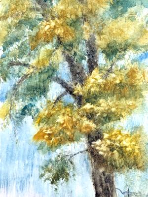 Tree in Ste Genevieve 10.22.25 Tree in Ste Genevieve 10.22.25