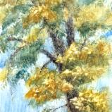 Tree in Ste Genevieve 10.22.25