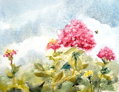 Pink Hydrangea Pink Hydrangea