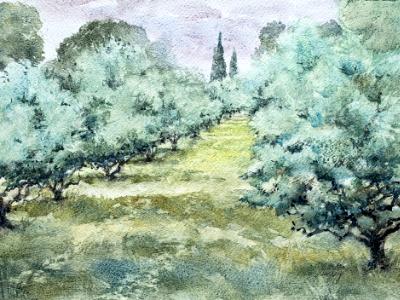 Olive Grove at St Remy de Provence, FR