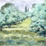 Olive Grove at St Remy de Provence, FR
