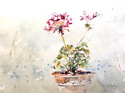 Diane's Geraniums Diane's Geraniums