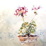 Diane's Geraniums