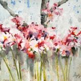 Amaryllis Belladonna