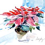 Poinsettia on Table