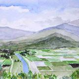 Hanalei Valley Taro Fields