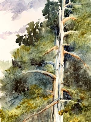 Cedar in Augusta April 2025 Cedar in Augusta April 2025