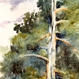 Cedar in Augusta April 2025