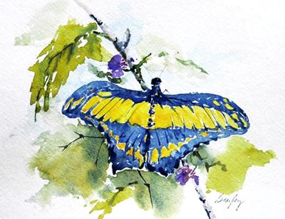 Butterfly Butterfly