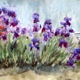Diane's Irises 4.22.25