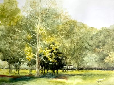 Babler State Park Sycamore Babler State Park Sycamore