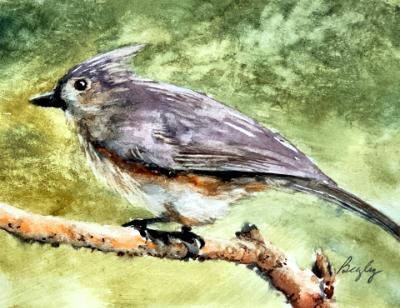 Tufted Titmouse