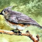 Tufted Titmouse